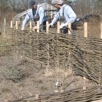 pilekviste til hegn pilekviste til hegn